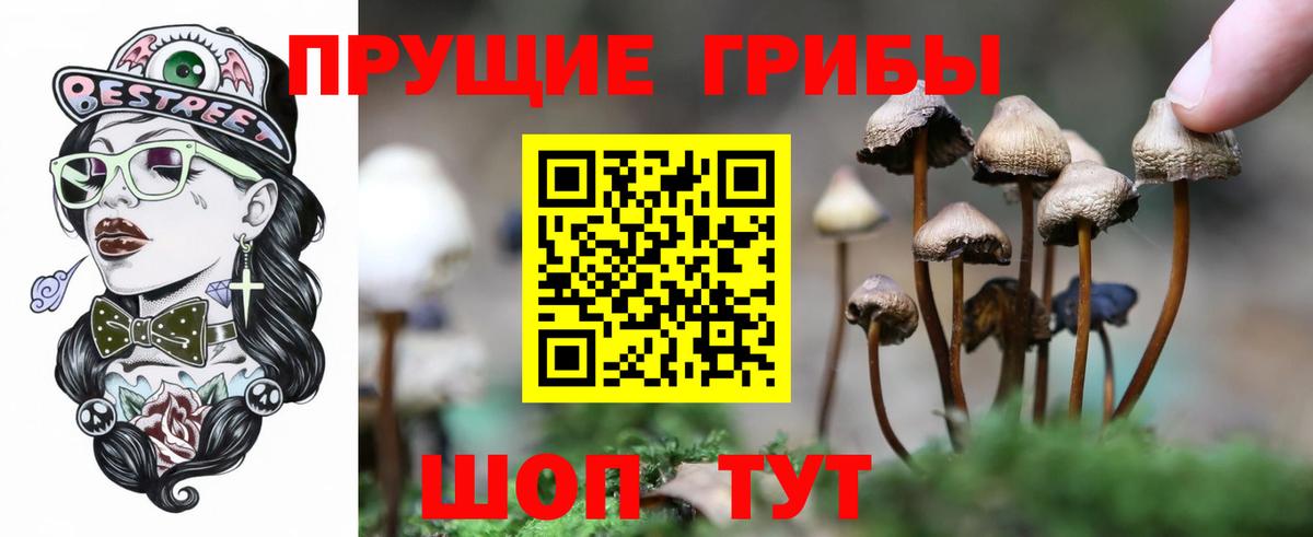 Псилоцибиновые грибы Psilocybe Всеволожск